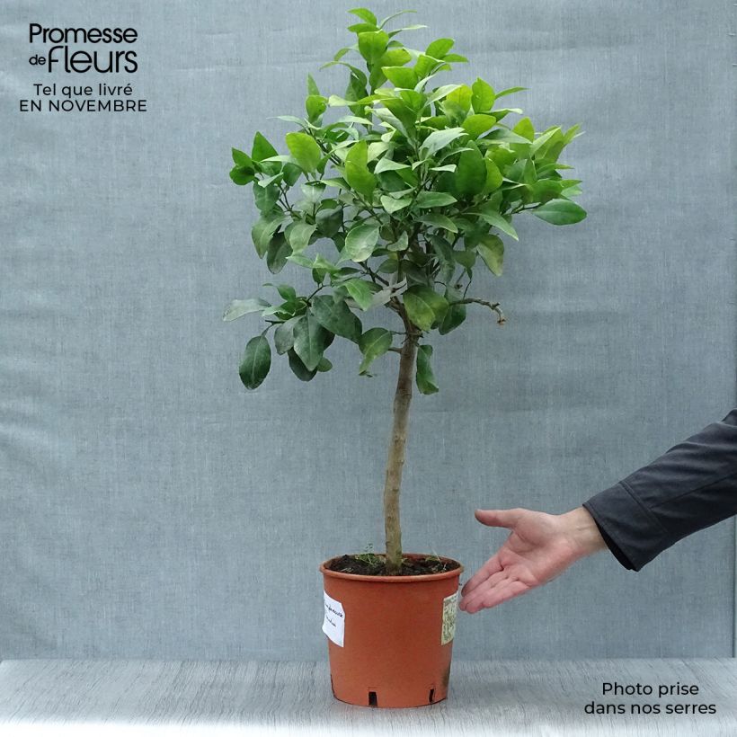 Exemplar von Pamplemousse (Pomelo) - Citrus (x) paradisi Pot de 4L/5L wie im Herbst geliefert