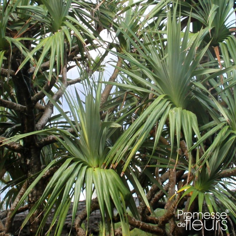 Pandanus utilis - Schraubenbaum (Laub)