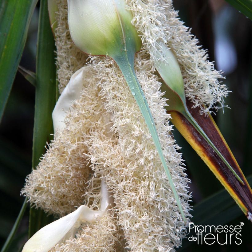 Pandanus utilis - Schraubenbaum (Blüte)