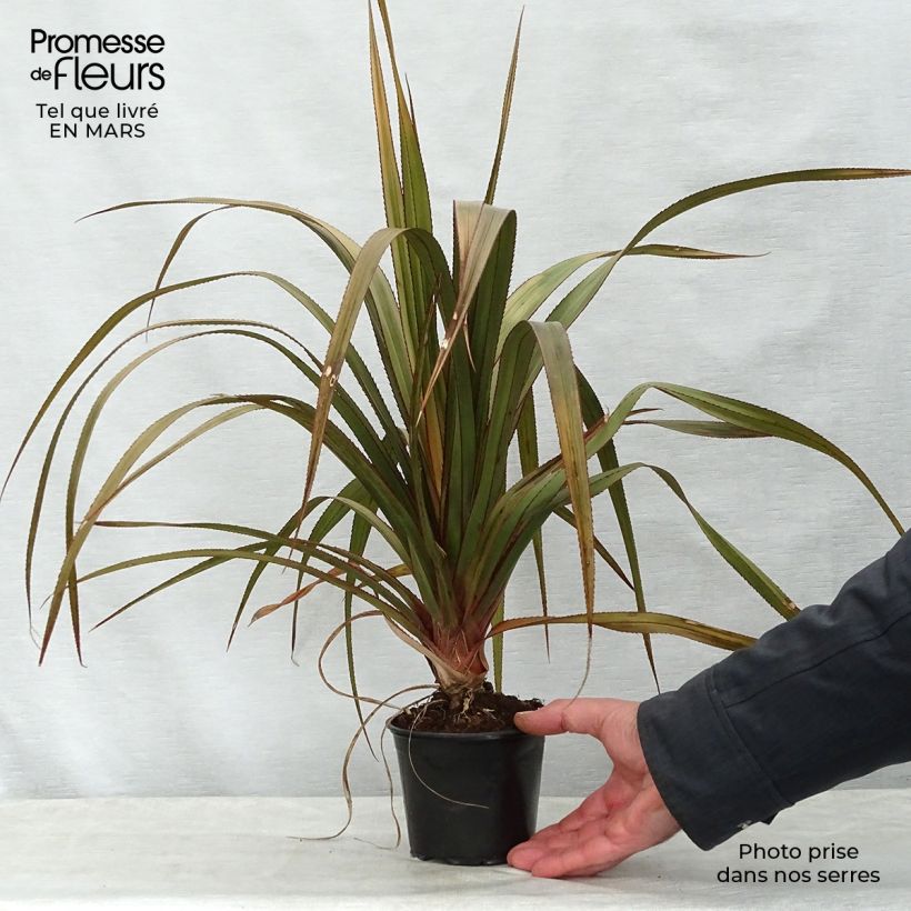 Exemplar von Pandanus utilis - Vacoa Pot de 12 cm wie im Frühjahr geliefert