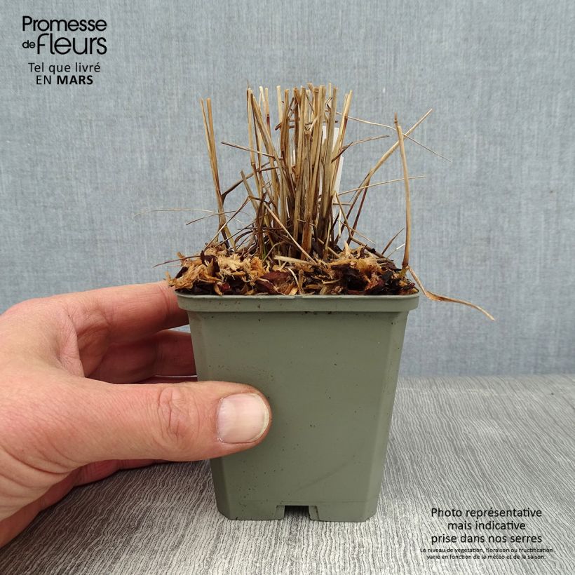 Exemplar von Panic érigé - Panicum virgatum Cheyenne Sky  Godet de 8/9 cm wie im Winter geliefert