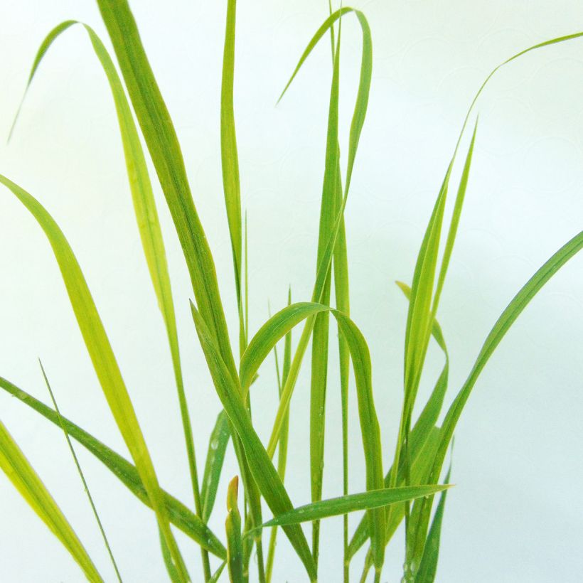 Panicum virgatum Hanse Herms - Ruten-Hirse (Laub)