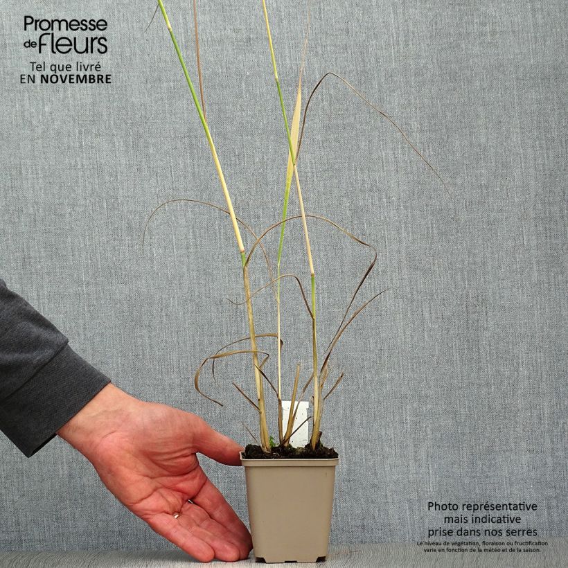 Exemplar von Panic érigé - Panicum virgatum Heavy Métal godet de 9cm wie im Herbst geliefert