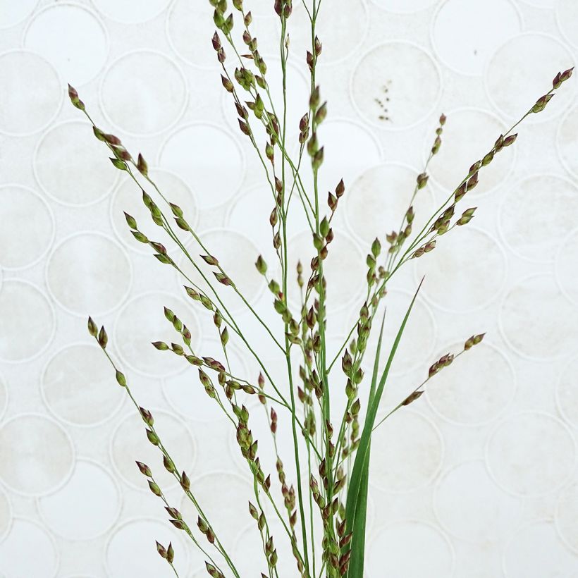 Panicum virgatum Heiliger Hain - Ruten-Hirse (Blüte)