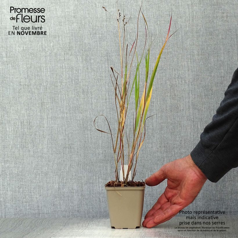 Exemplar von Panic érigé - Panicum virgatum Heiliger Hain en godet de 9 cm wie im Herbst geliefert