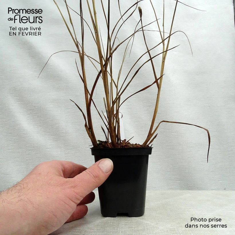 Exemplar von Panic érigé - Panicum virgatum Heiliger Hain en godet de 9 cm wie im Winter geliefert