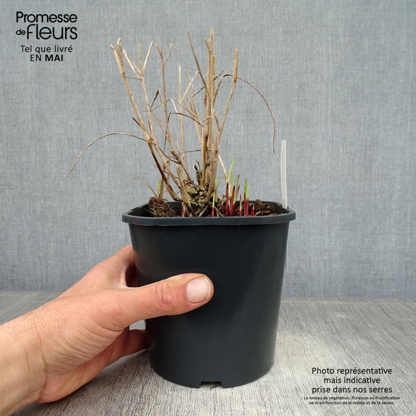 Exemplar von Panic érigé - Panicum virgatum Heiliger Hain en pot de 2/3 litres wie im Frühjahr geliefert