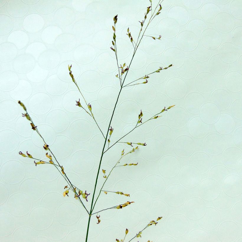 Panicum virgatum Kulsenmoor - Ruten-Hirse (Blüte)