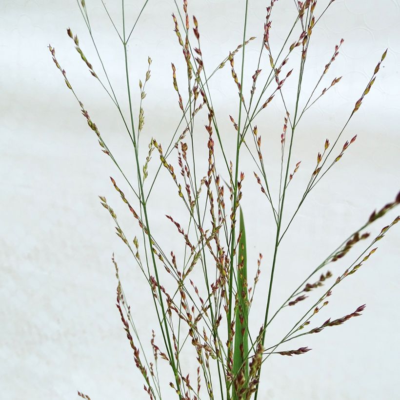 Panicum virgatum Northwind - Ruten-Hirse (Blüte)