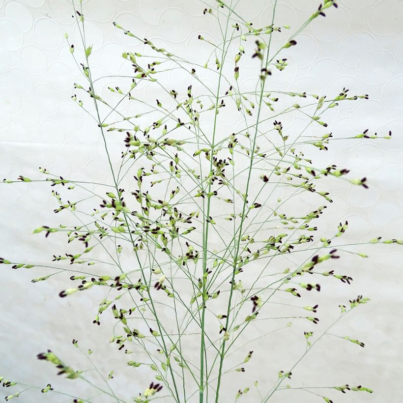 Panicum virgatum Prairie Sky - Ruten-Hirse (Blüte)