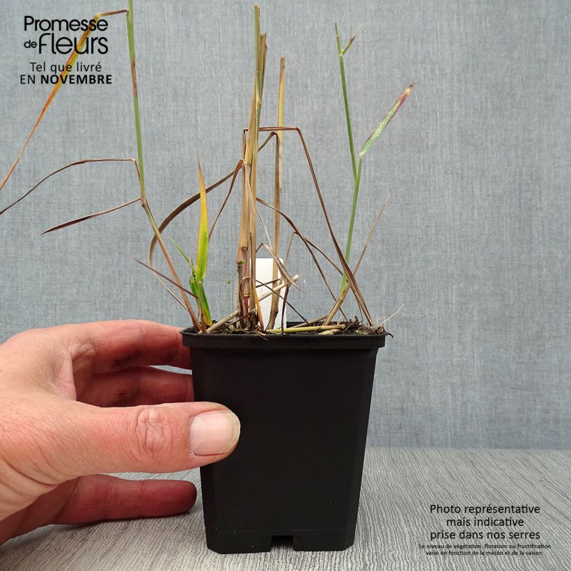 Exemplar von Panic érigé - Panicum virgatum Rehbraun en godet de 9 cm wie im Herbst geliefert