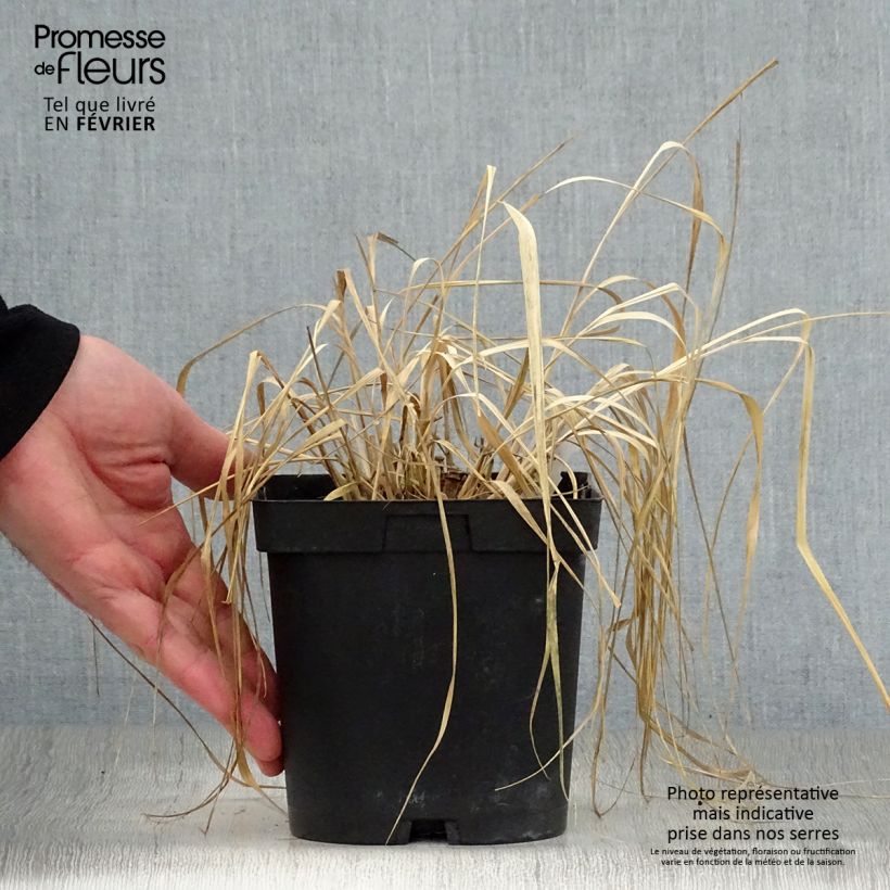 Exemplar von Panic érigé - Panicum virgatum Rehbraun en pot de 2/3 litres wie im Winter geliefert