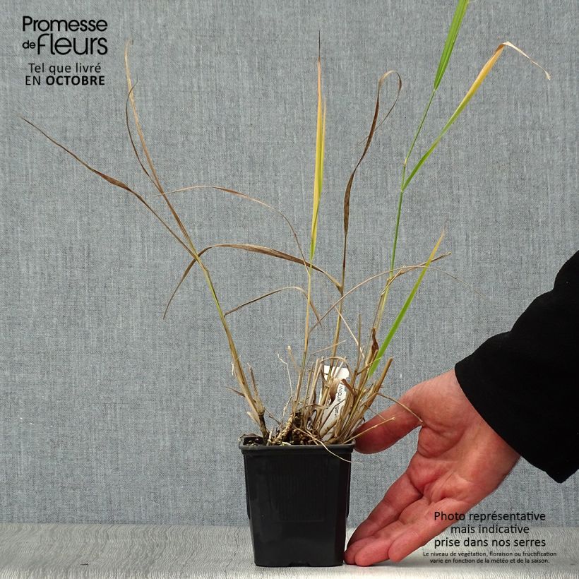 Exemplar von Panic érigé - Panicum virgatum Warrior en godet de 9 cm wie im Herbst geliefert