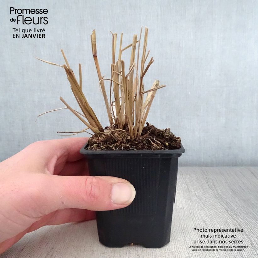 Exemplar von Panic érigé - Panicum virgatum Warrior en godet de 9 cm wie im Winter geliefert