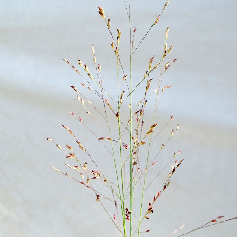 Panicum amarum - Hirse (Blüte)