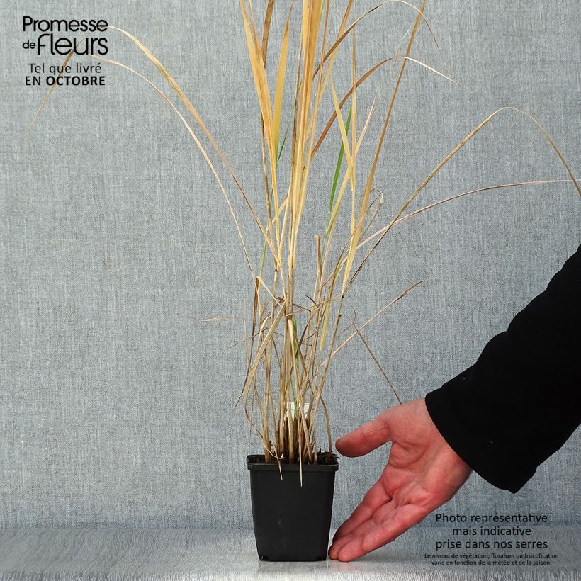 Exemplar von Panicum amarum  Godet de 9cm wie im Herbst geliefert