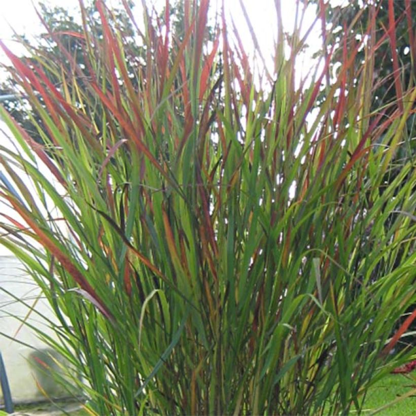 Panicum virgatum Cheyenne Sky - Ruten-Hirse (Laub)