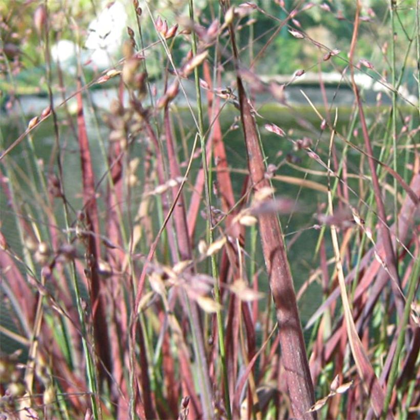 Panicum virgatum Cheyenne Sky - Ruten-Hirse (Blüte)