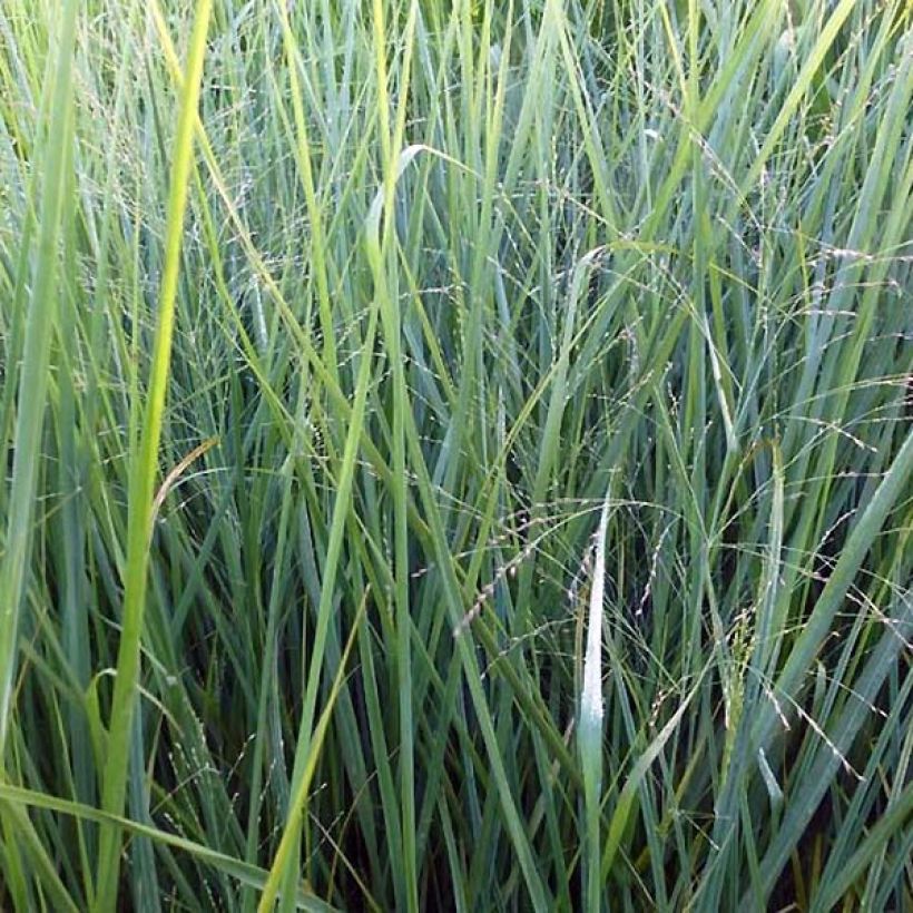 Panicum virgatum Cloud Nine - Ruten-Hirse (Laub)