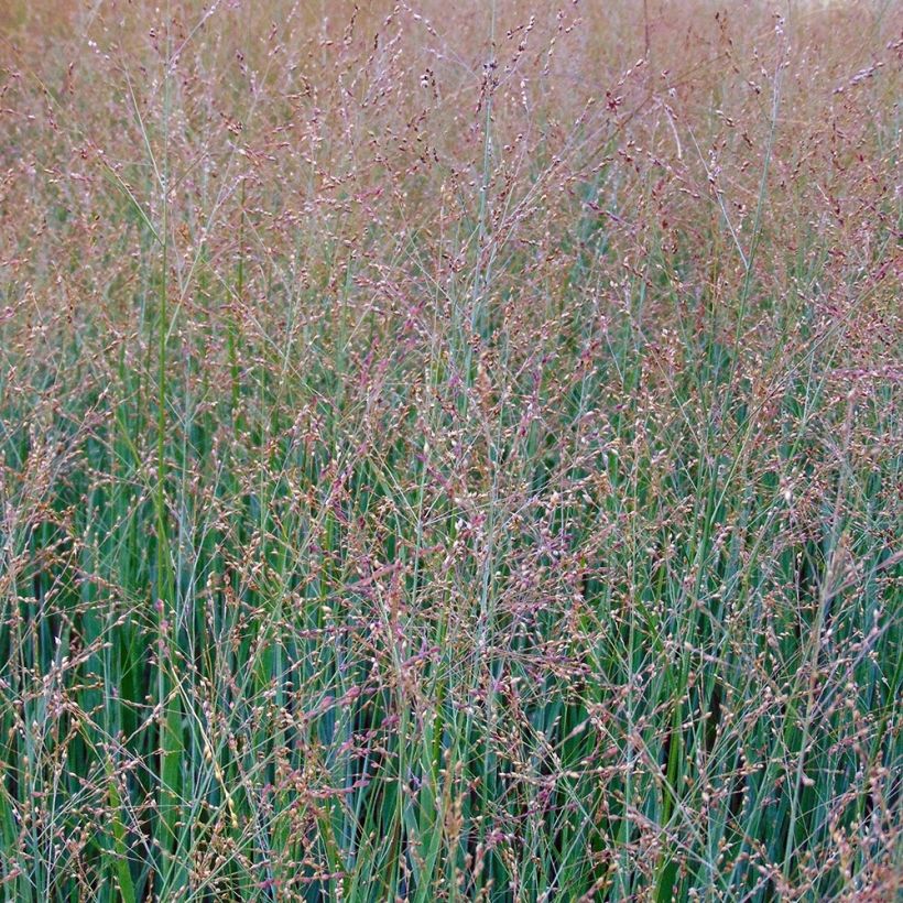 Panicum virgatum Cloud Nine - Ruten-Hirse (Blüte)