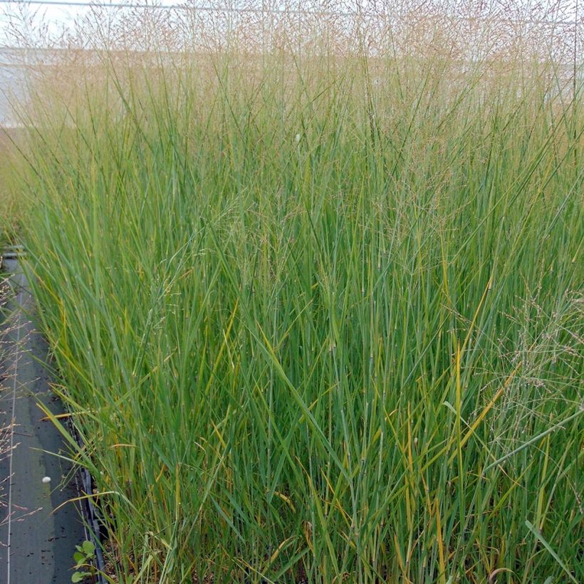 Panicum virgatum Cloud Nine - Ruten-Hirse (Hafen)