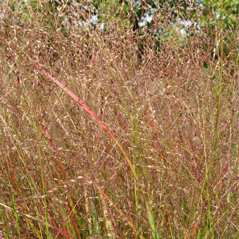 Panicum virgatum Hanse Herms - Ruten-Hirse (Blüte)