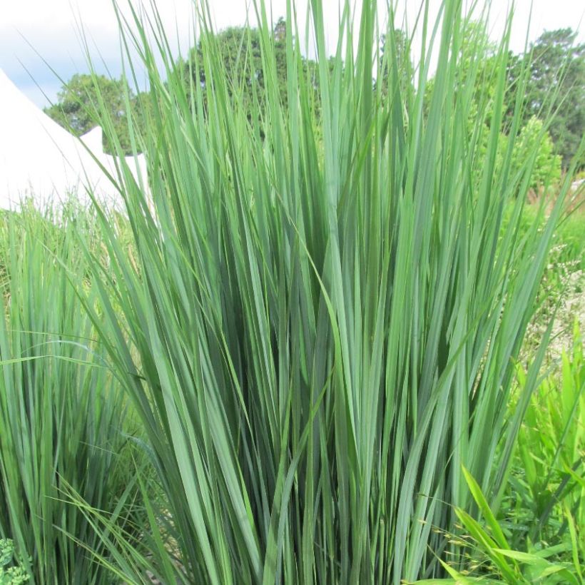 Panicum virgatum Northwind - Ruten-Hirse (Laub)