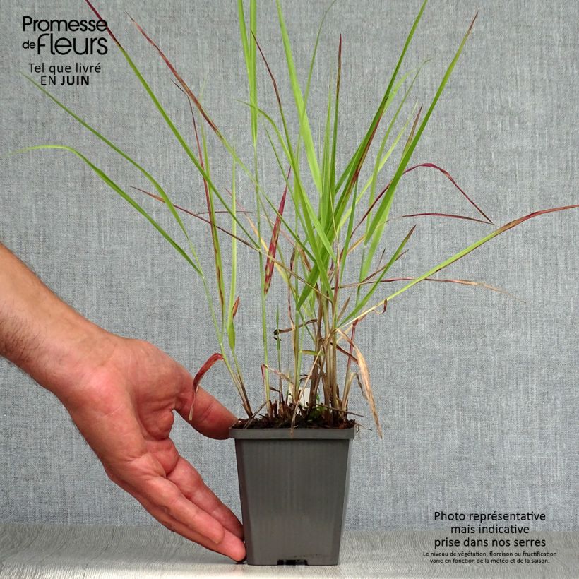 Exemplar von Panicum virgatum Purple Breeze - Ruten-Hirse wie im Sommer geliefert