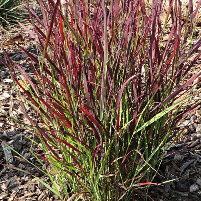 Panicum virgatum Sangria - Ruten-Hirse (Laub)