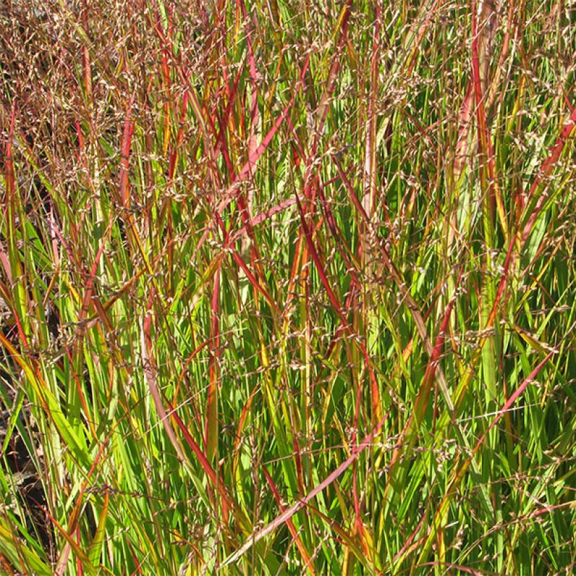 Panicum virgatum Shenandoah - Ruten-Hirse (Laub)