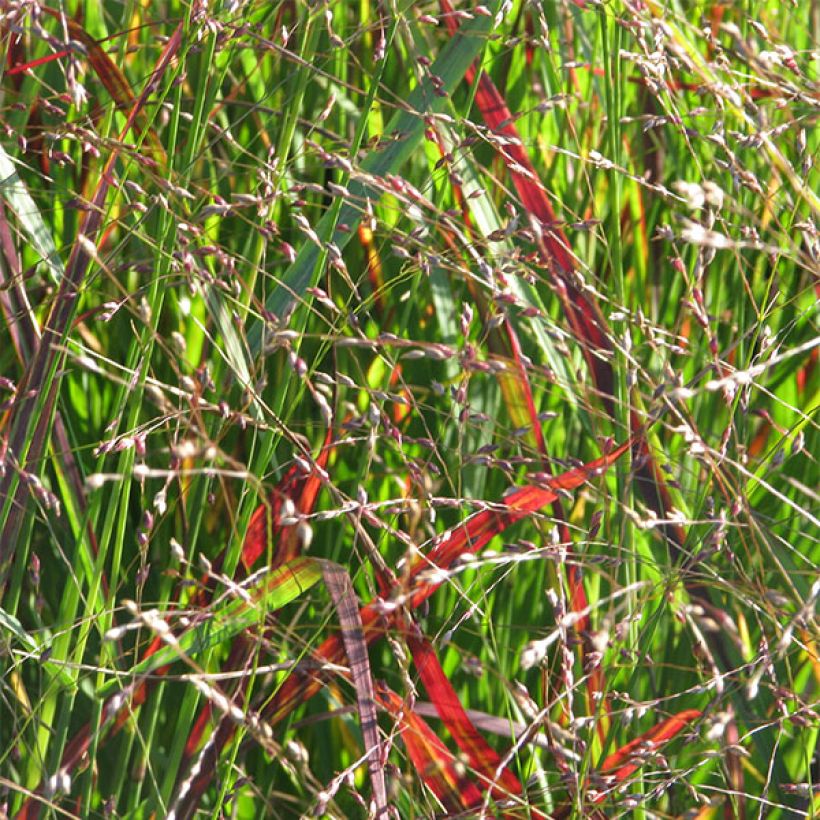 Panicum virgatum Shenandoah - Ruten-Hirse (Blüte)