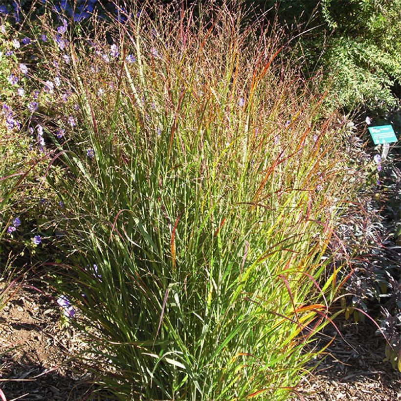 Panicum virgatum Shenandoah - Ruten-Hirse (Hafen)