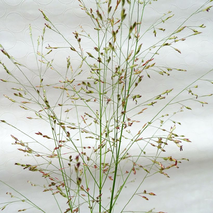 Panicum virgatum Squaw - Ruten-Hirse (Blüte)