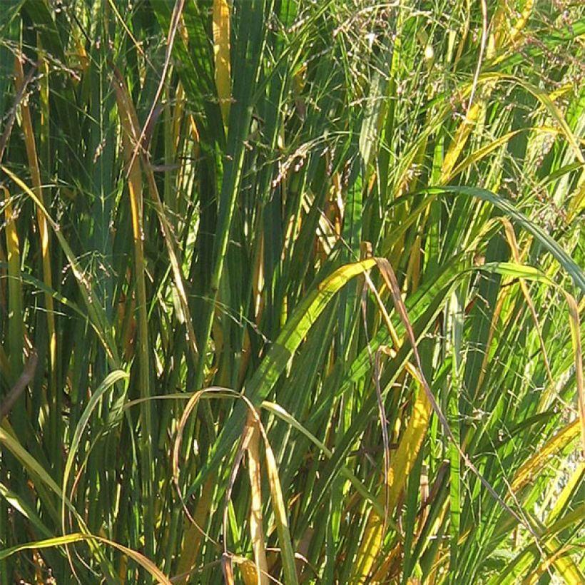 Panicum virgatum Thundercloud - Ruten-Hirse (Laub)