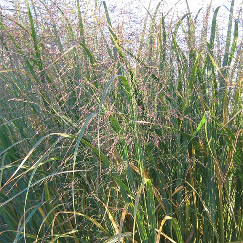 Panicum virgatum Thundercloud - Ruten-Hirse (Blüte)