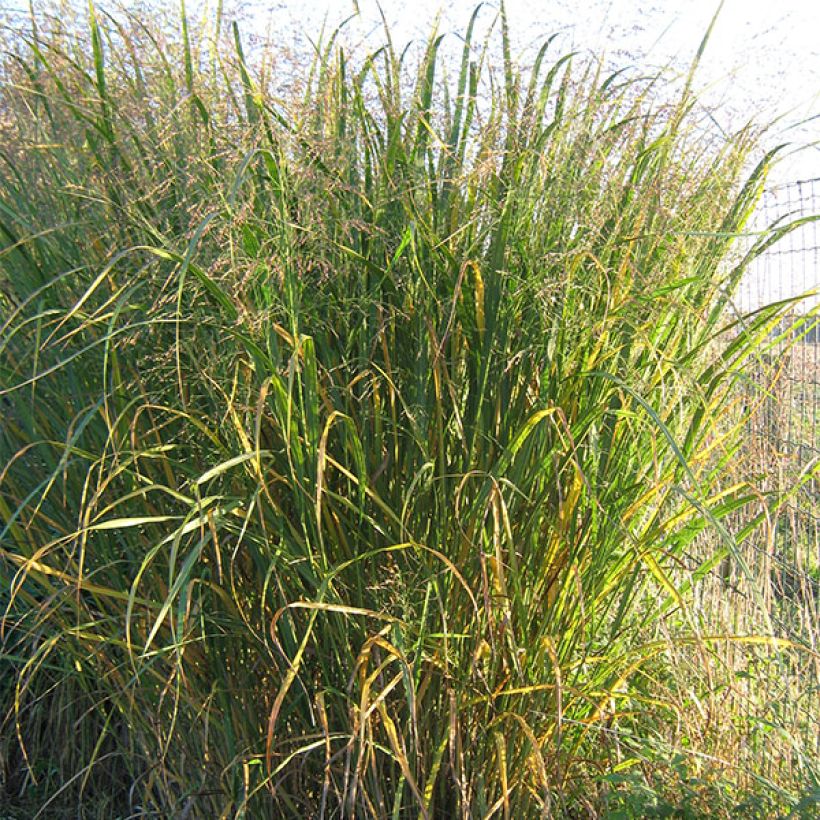 Panicum virgatum Thundercloud - Ruten-Hirse (Hafen)