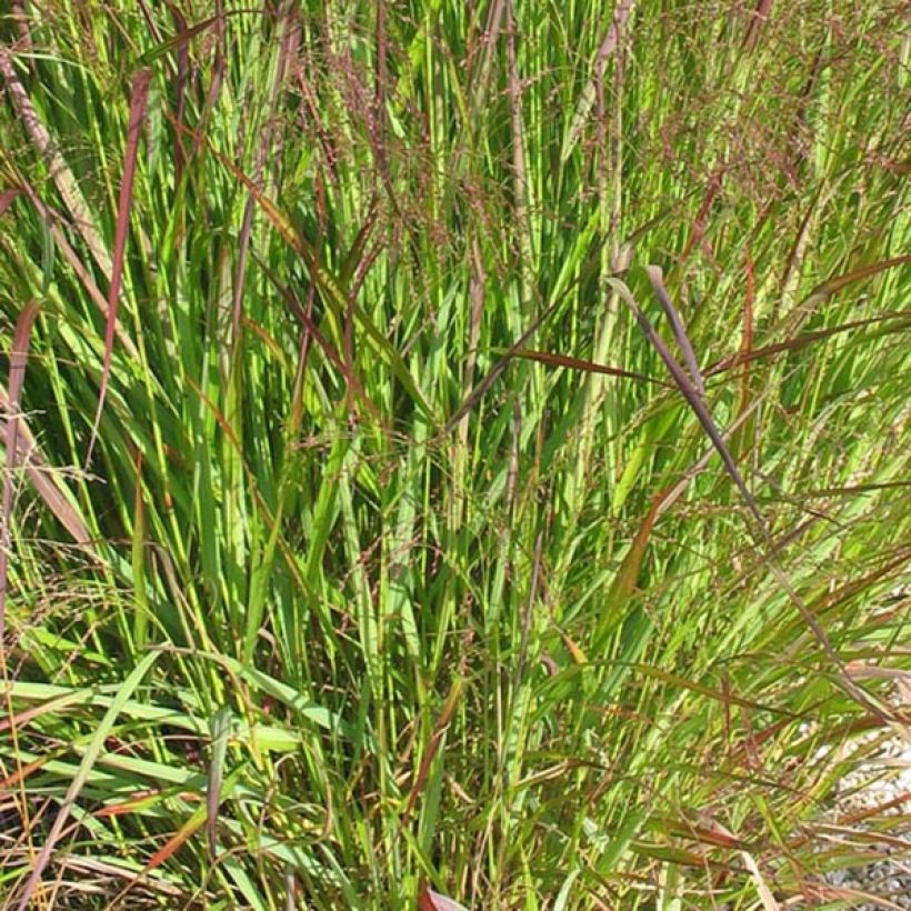 Panicum virgatum Warrior - Ruten-Hirse (Laub)