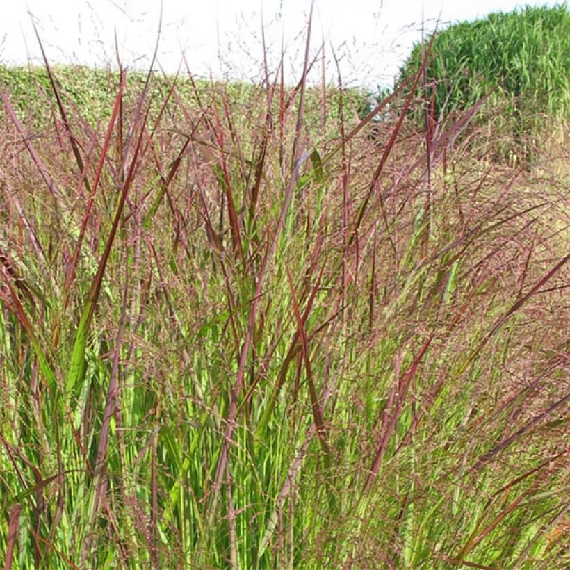 Panicum virgatum Warrior - Ruten-Hirse (Blüte)