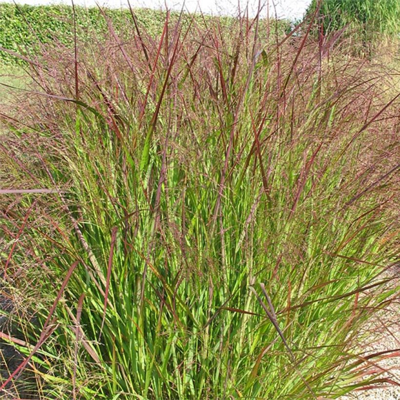 Panicum virgatum Warrior - Ruten-Hirse (Hafen)