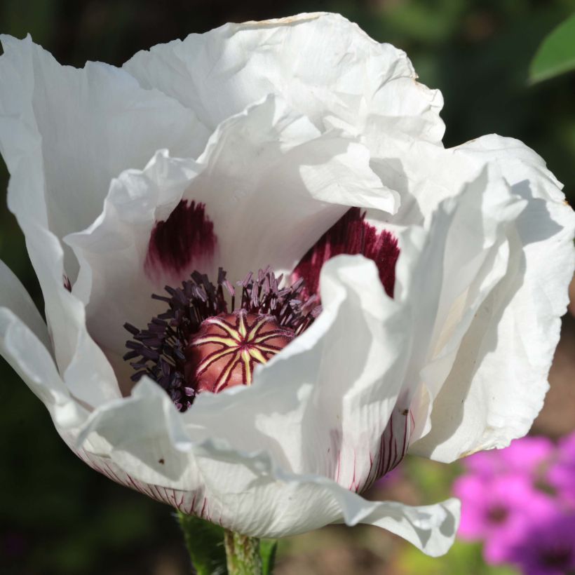 Orientalischer Mohn Perry's White - Papaver orientale (Blüte)