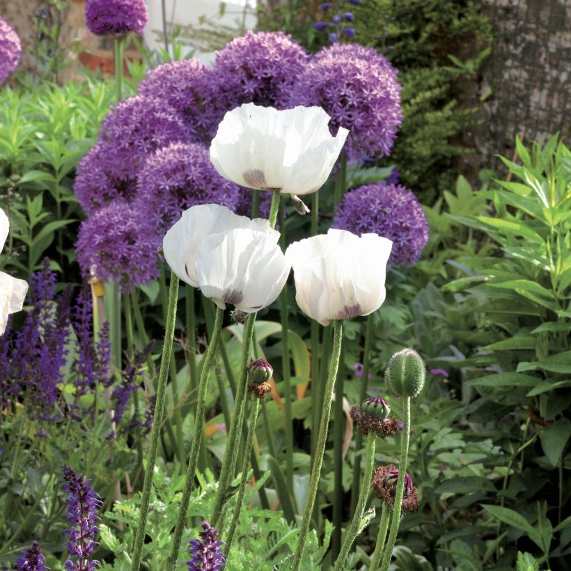 Orientalischer Mohn Perry's White - Papaver orientale (Hafen)