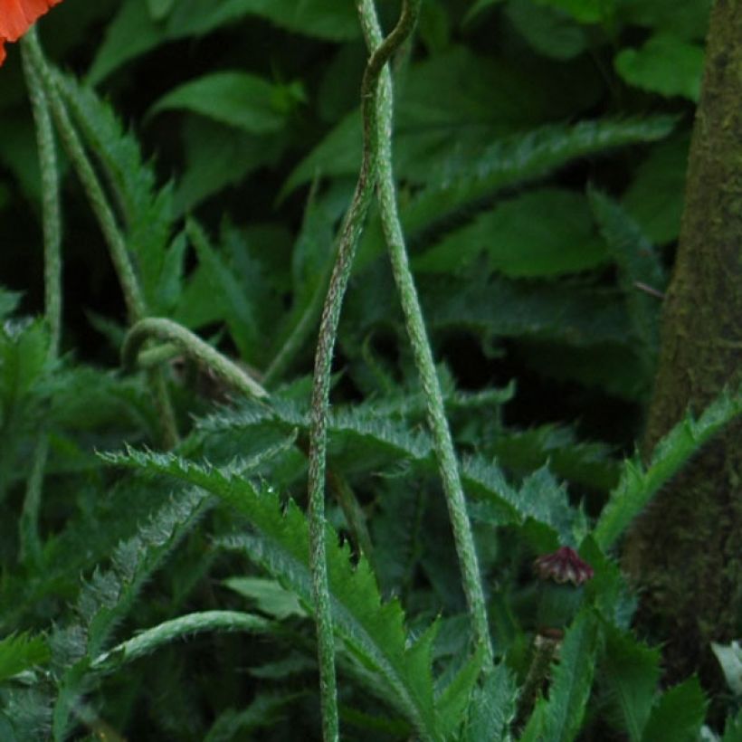 Orientalischer Mohn Royal Wedding - Papaver orientale (Laub)