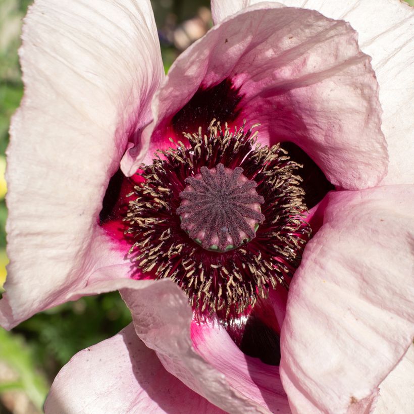 Orientalischer Mohn Royal Wedding - Papaver orientale (Blüte)