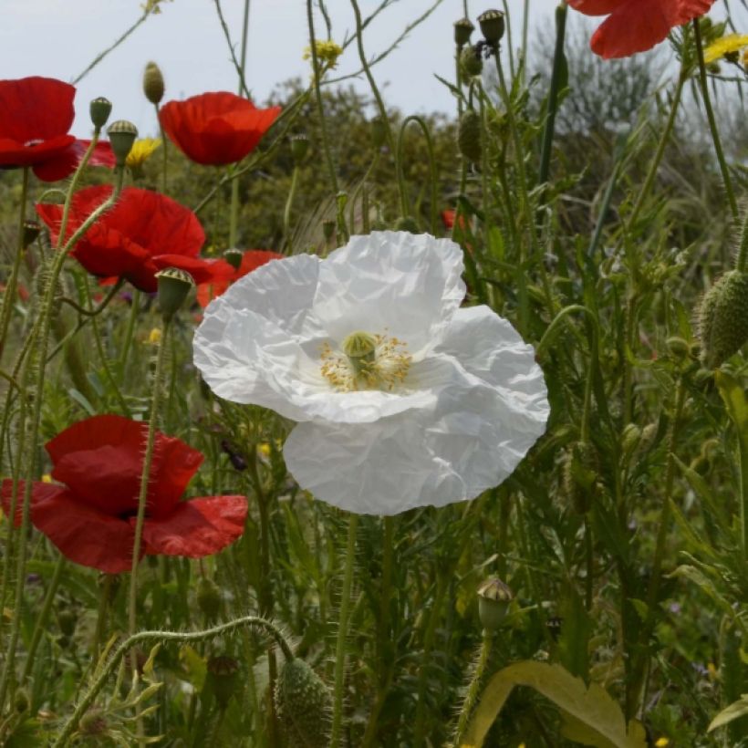 Klatsch-Mohn Bridal Silk (Samen) - Papaver rhoeas (Blüte)