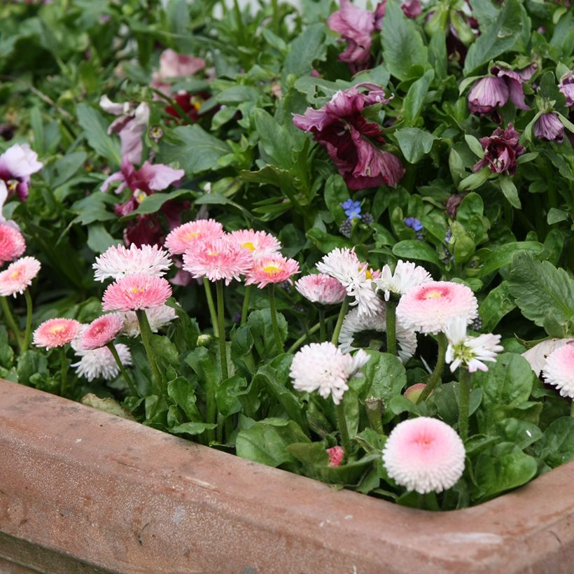 Bellis perennis Tasso Strawberries & Cream - Gänseblümchen (Hafen)