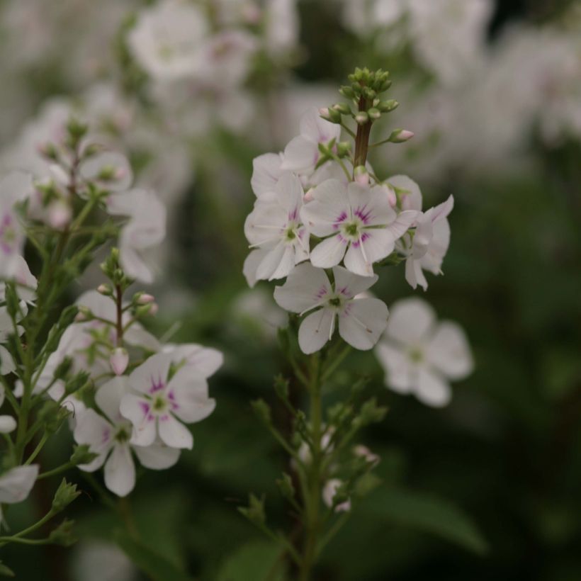 Parahebe catarractae Avalanche - Parahebe (Blüte)