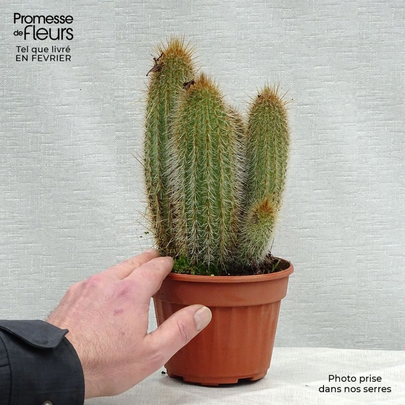 Exemplar von Parodia leninghausii - Notocactus leninghausii Pot de 13 cm wie im Winter geliefert