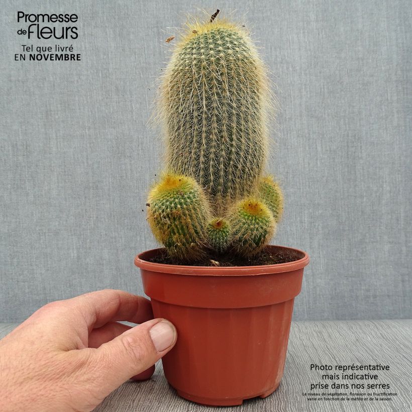 Exemplar von Parodia leninghausii - Notocactus leninghausii Pot de 13 cm wie im Herbst geliefert