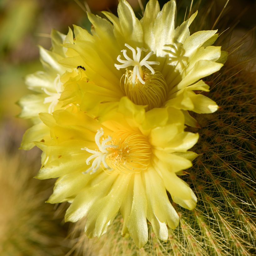 Parodia leninghausii - Parodie (Blüte)