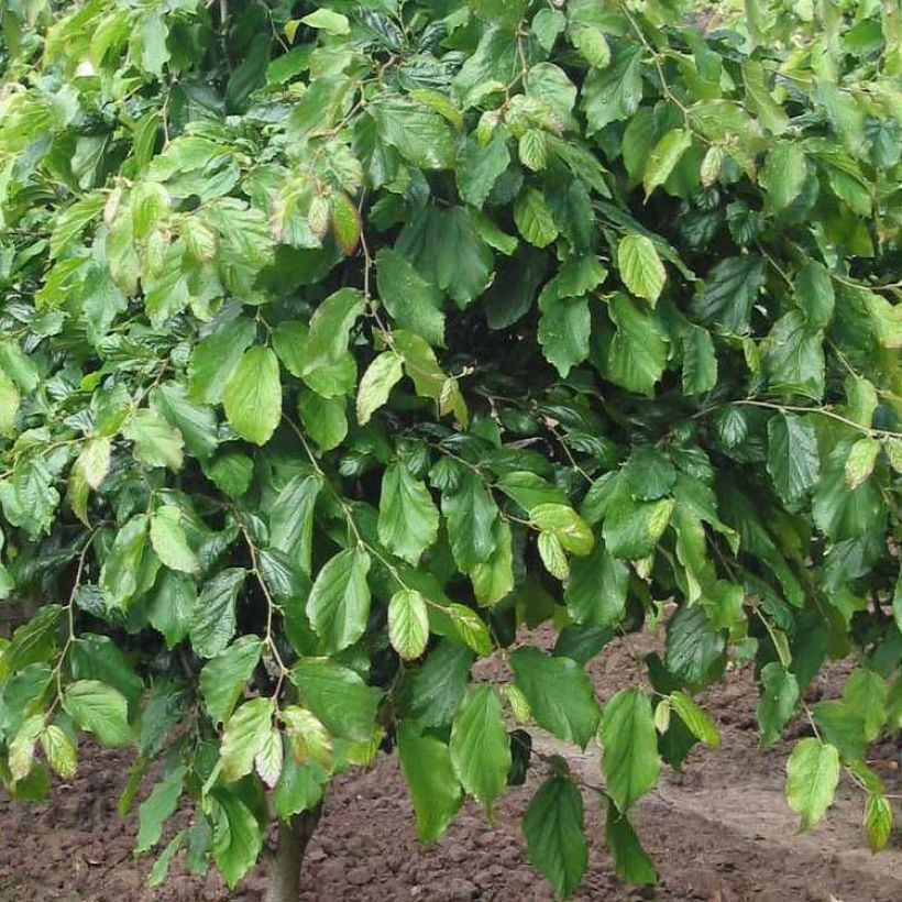 Eisenbaum Persian Spire - Parrotia persica (Laub)